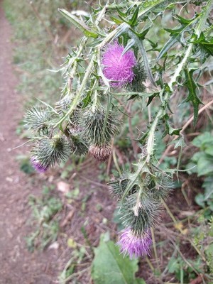 photo of Spear Thistle