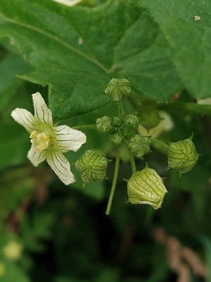 photo of White Bryony