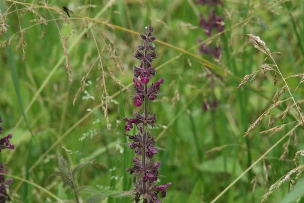 photo of Hedge Woundwort