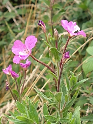 photo of Great Willowherb