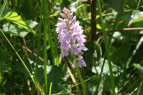 photo of Common Spotted Orchid
