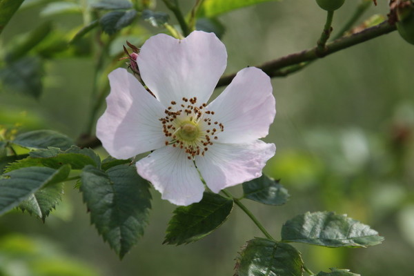 photo of Common Dog Rose