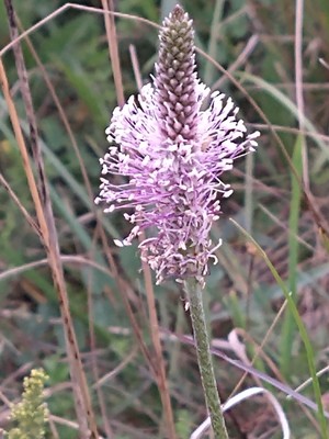 photo of Hoary Plantain