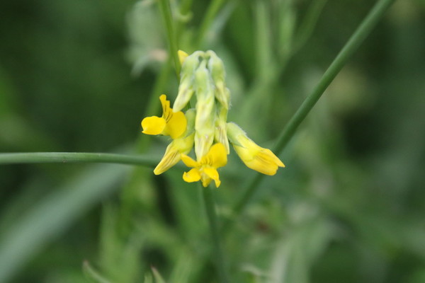 photo of Meadow Vetchling