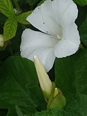 photo of Hedge Bindweed