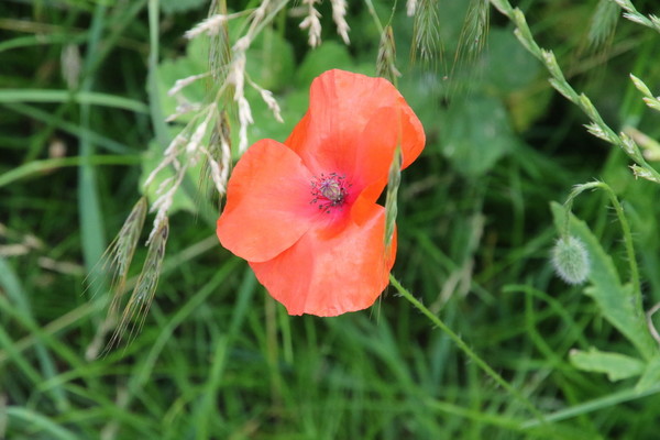 photo of Common Poppy