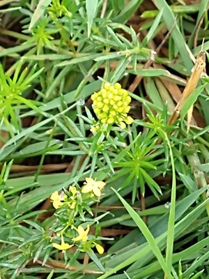photo of Lady's Bedstraw
