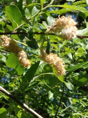 photo of Californian Buckeye