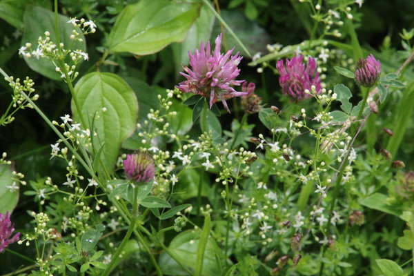 photo of Red Clover