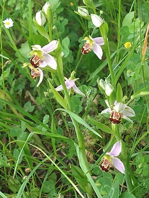 photo of Bee Orchid