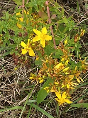 photo of Perforate St. John's Wort