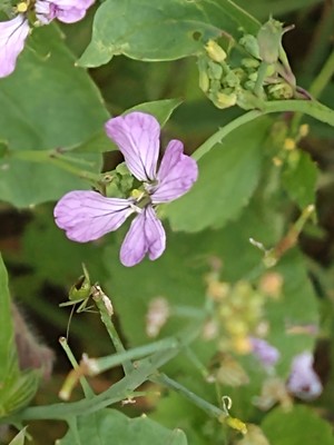 photo of Wild Radish