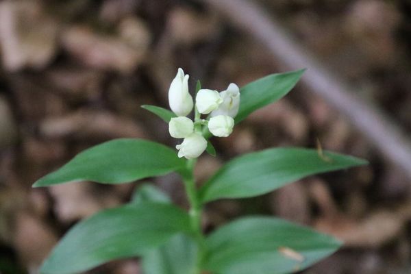 photo of White Helleborine