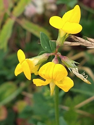photo of Bird's Foot Trefoil