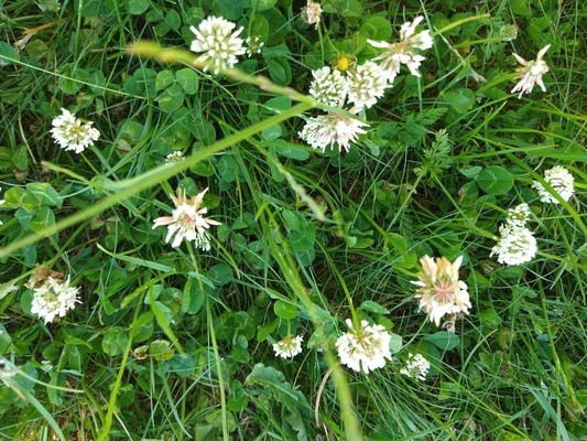 photo of White Clover