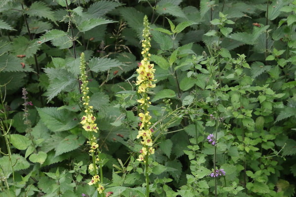 photo of Dark Mullein