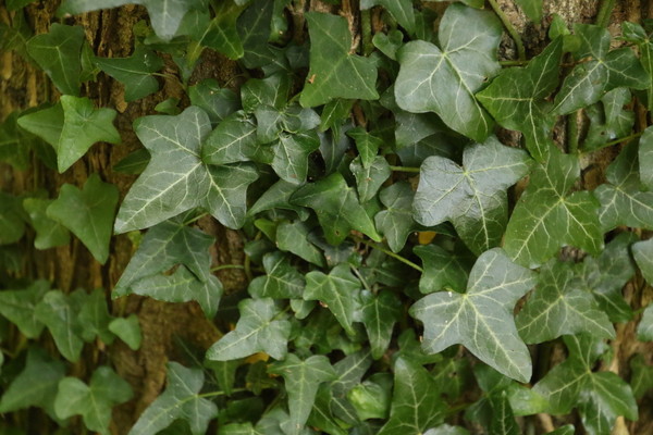 photo of Ivy