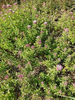 photo of Hemp Agrimony