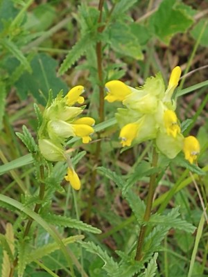 photo of Yellow Rattle
