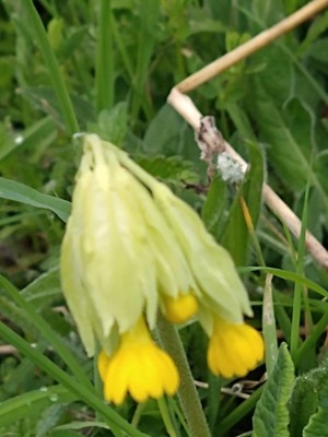 photo of Cowslip
