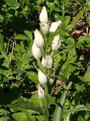 photo of White Helleborine