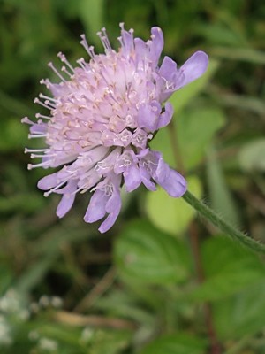 photo of Field Scabious