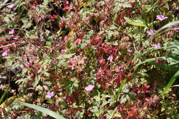 photo of Herb Robert