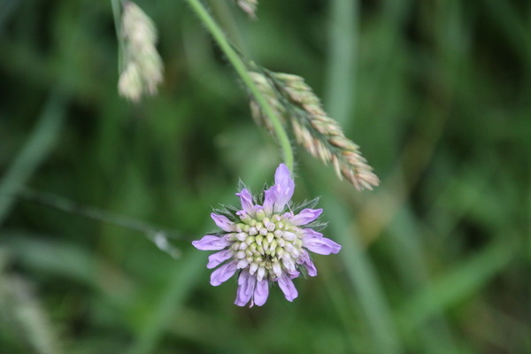 photo of Field Scabious