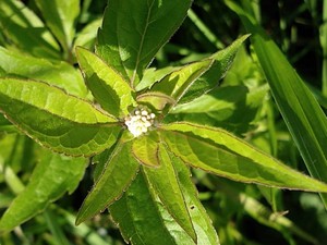 photo of Hemp Agrimony