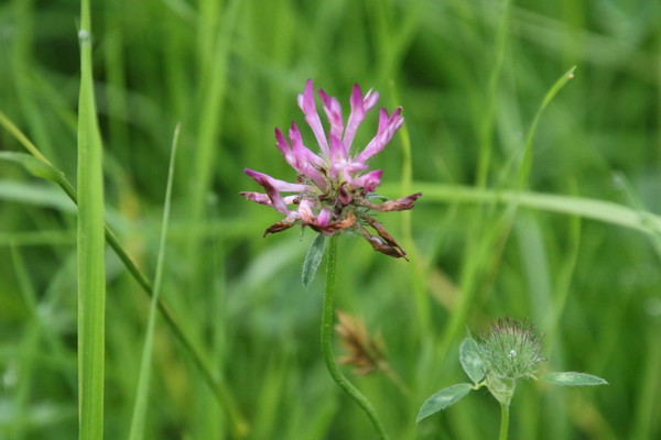 photo of Red Clover