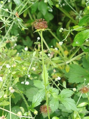 photo of Wood Avens