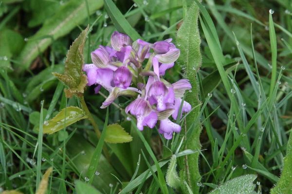 photo of Green Winged Orchid