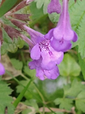 photo of Ground Ivy
