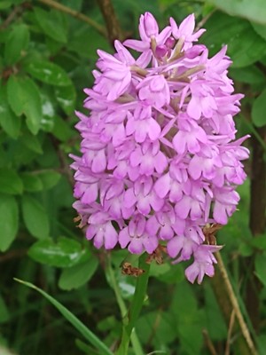 photo of Pyramidal Orchid