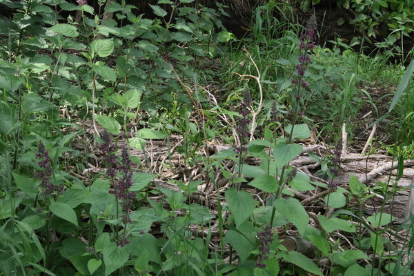 photo of Hedge Woundwort