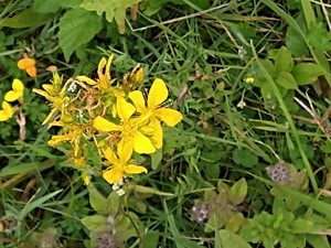 photo of Perforate St. John's Wort