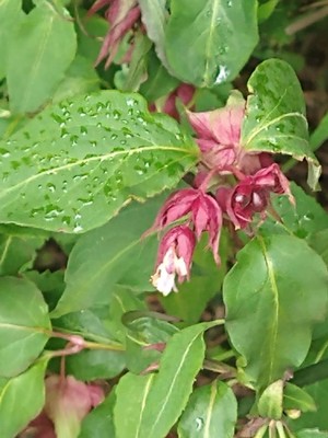 photo of Himalayan Honeysuckle