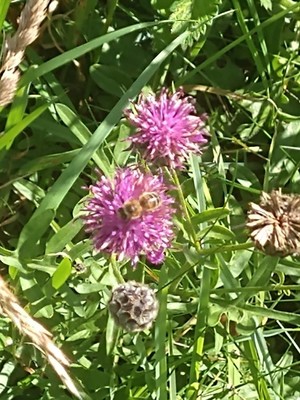 photo of Greater Knapweed