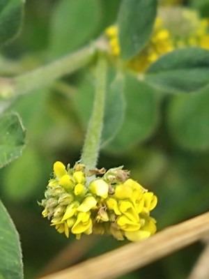 photo of Black Medick