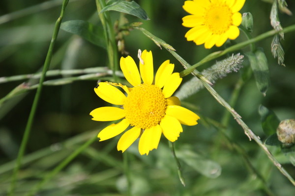 photo of Corn Marigold