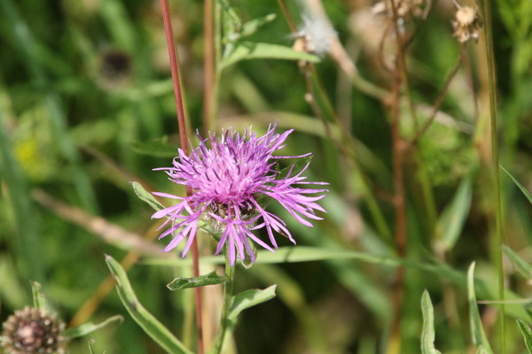 photo of Common Knapweed