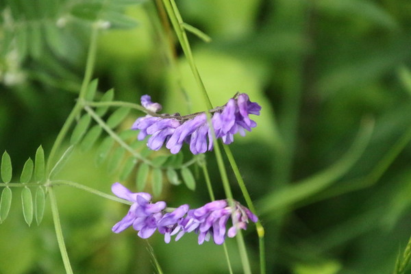 photo of Tufted Vetch