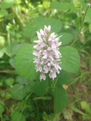photo of Common Spotted Orchid