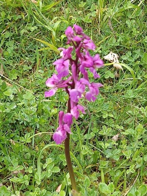 photo of Early Purple Orchid