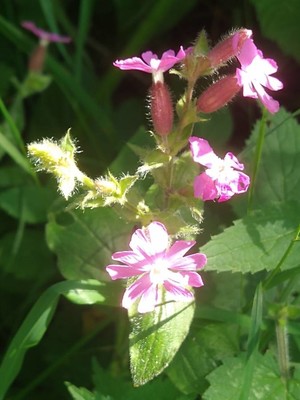 photo of Red Campion
