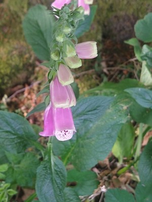 photo of Foxglove