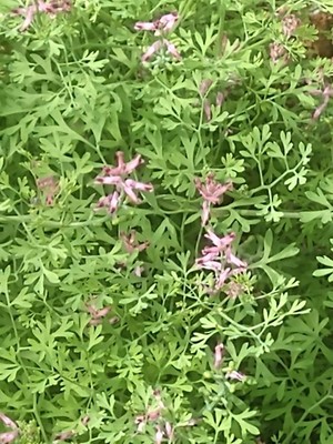 photo of Common Fumitory