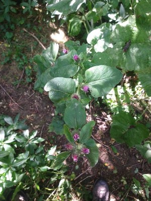 photo of Lesser Burdock