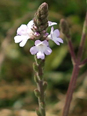 photo of Vervain