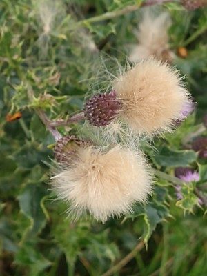 photo of Creeping Thistle